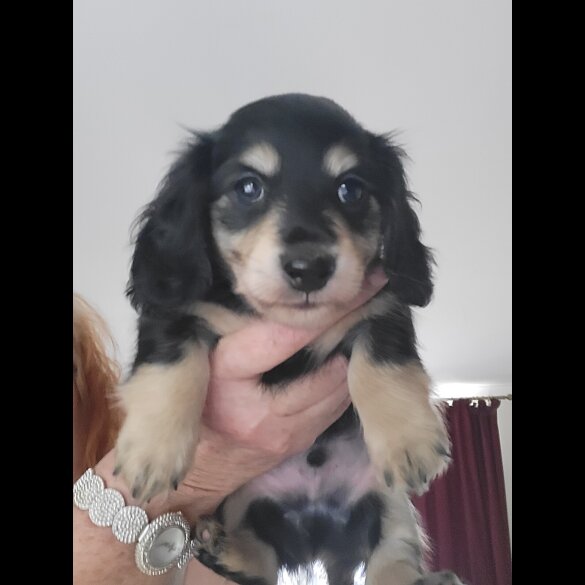 Dachshund (Standard &amp; Miniature) - Dogs