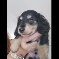 Dachshund (Standard &amp; Miniature) - Dogs