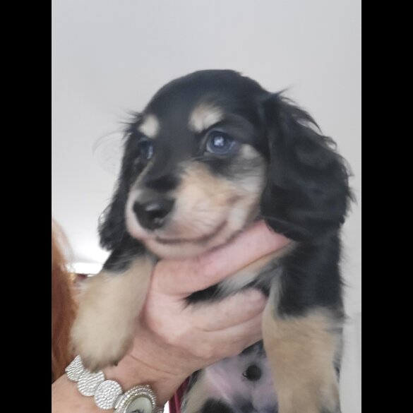 Dachshund (Standard &amp; Miniature) - Dogs