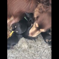 Dachshund (Standard &amp; Miniature) - Dogs