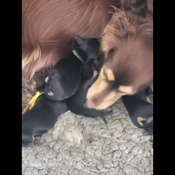 Dachshund (Standard &amp; Miniature) - Dogs
