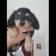 Dachshund (Standard &amp; Miniature) - Dogs