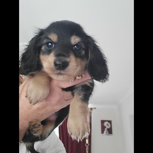 Dachshund (Standard &amp; Miniature) - Dogs