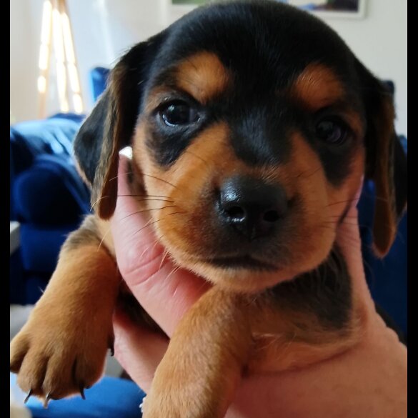 Mixed Breed - Dogs