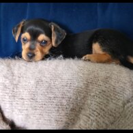Mixed Breed - Dogs