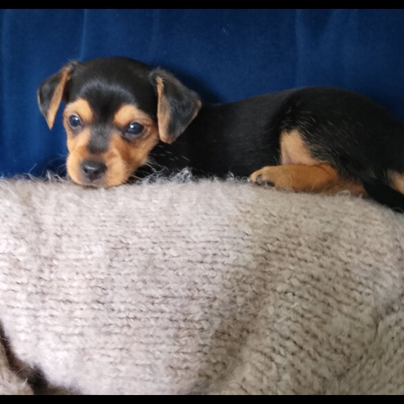 Mixed Breed - Dogs