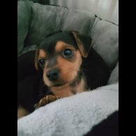 Mixed Breed - Dogs
