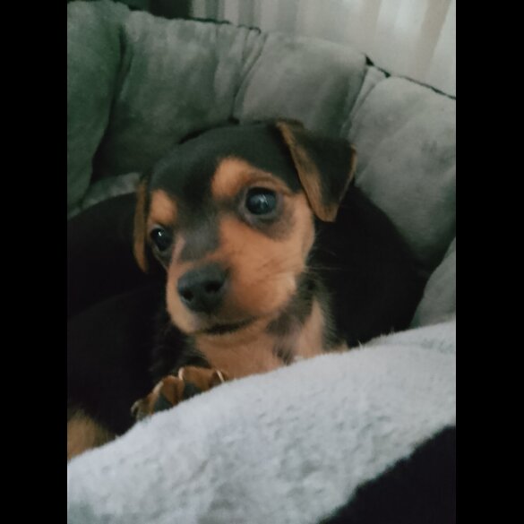 Mixed Breed - Dogs