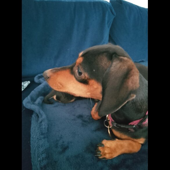 Mixed Breed - Dogs