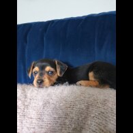 Mixed Breed - Dogs