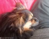 Tibetan Mastiff