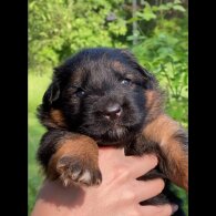 German Shepherd (Alsatian) - Both
