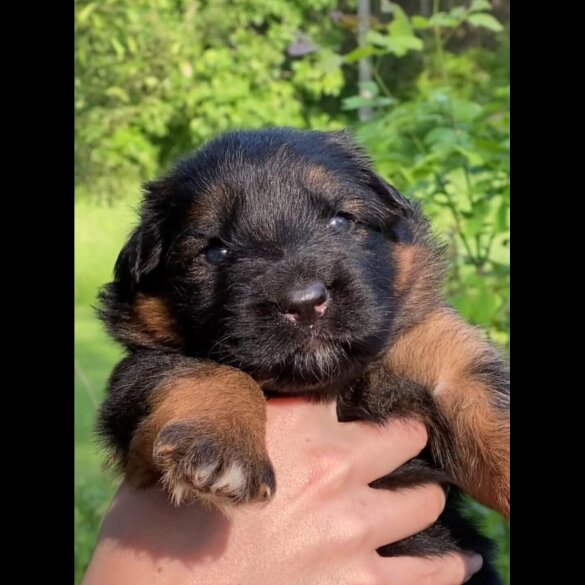 German Shepherd (Alsatian) - Both