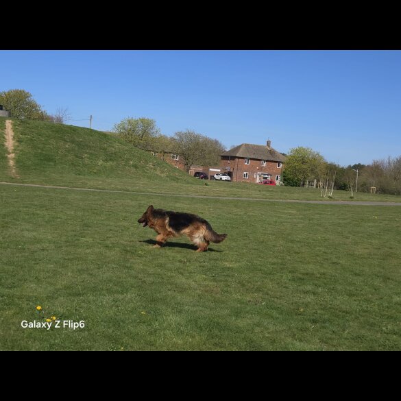 German Shepherd (Alsatian) - Both