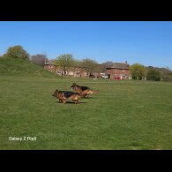 German Shepherd (Alsatian) - Both