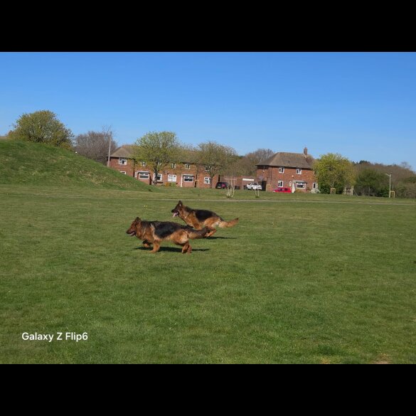 German Shepherd (Alsatian) - Both