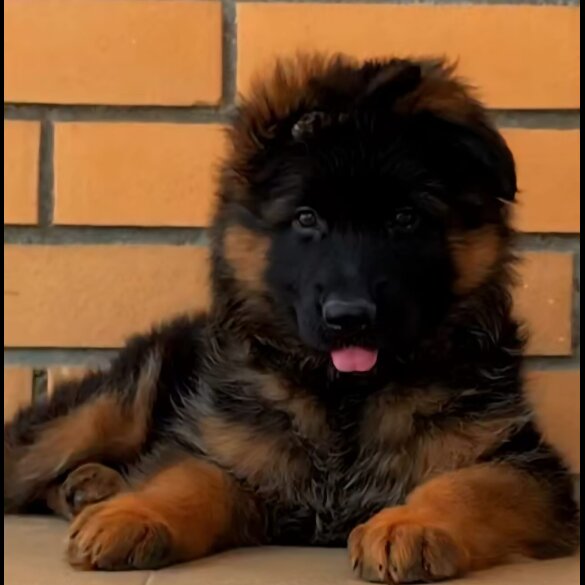German Shepherd (Alsatian) - Both