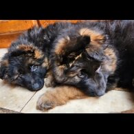 German Shepherd (Alsatian) - Both
