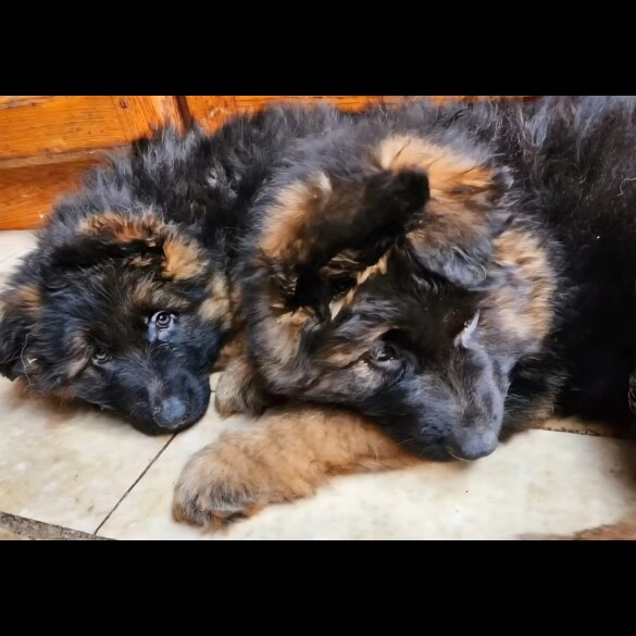 German Shepherd (Alsatian) - Both