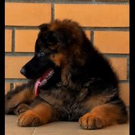 German Shepherd (Alsatian) - Both