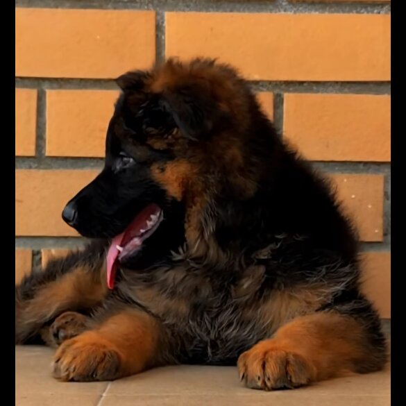 German Shepherd (Alsatian) - Both