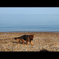 German Shepherd (Alsatian) - Both