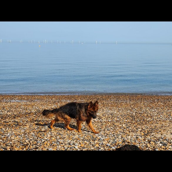 German Shepherd (Alsatian) - Both
