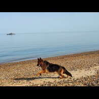 German Shepherd (Alsatian) - Both