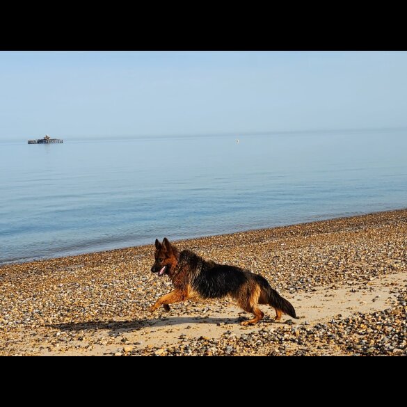 German Shepherd (Alsatian) - Both