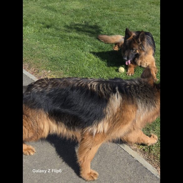 German Shepherd (Alsatian) - Both