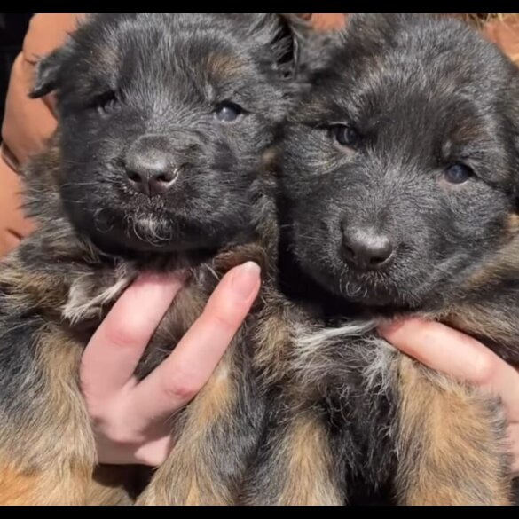 German Shepherd (Alsatian) - Both