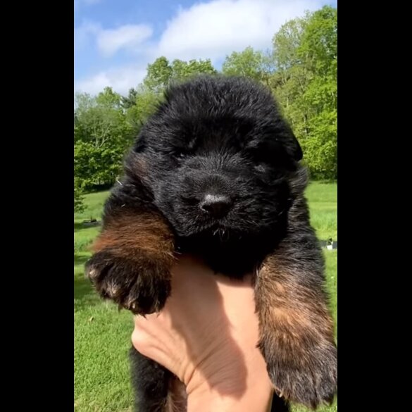 German Shepherd (Alsatian) - Both