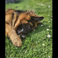 German Shepherd (Alsatian) - Both