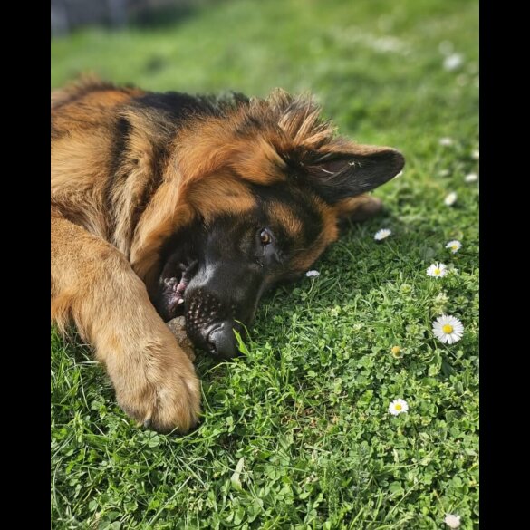 German Shepherd (Alsatian) - Both