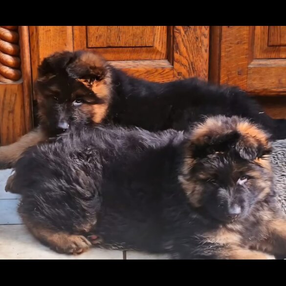 German Shepherd (Alsatian) - Both