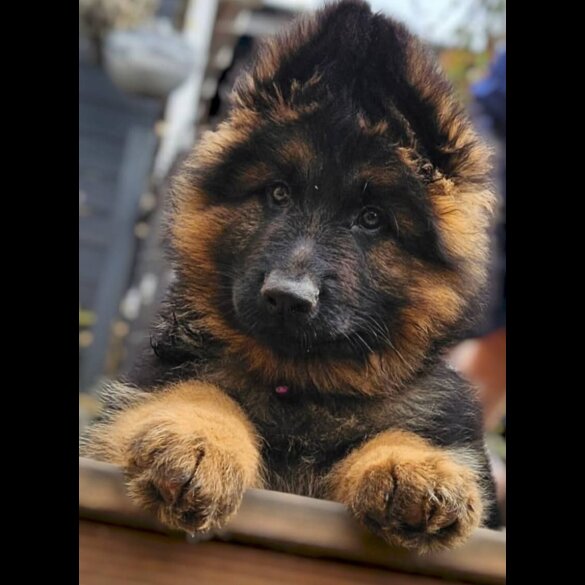 German Shepherd (Alsatian) - Both