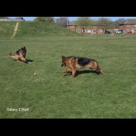German Shepherd (Alsatian) - Both