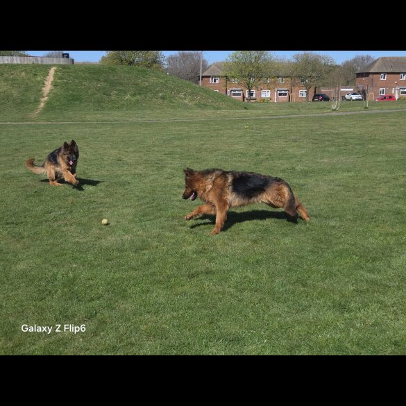 German Shepherd (Alsatian) - Both