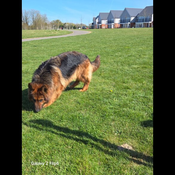 German Shepherd (Alsatian) - Both