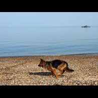 German Shepherd (Alsatian) - Both