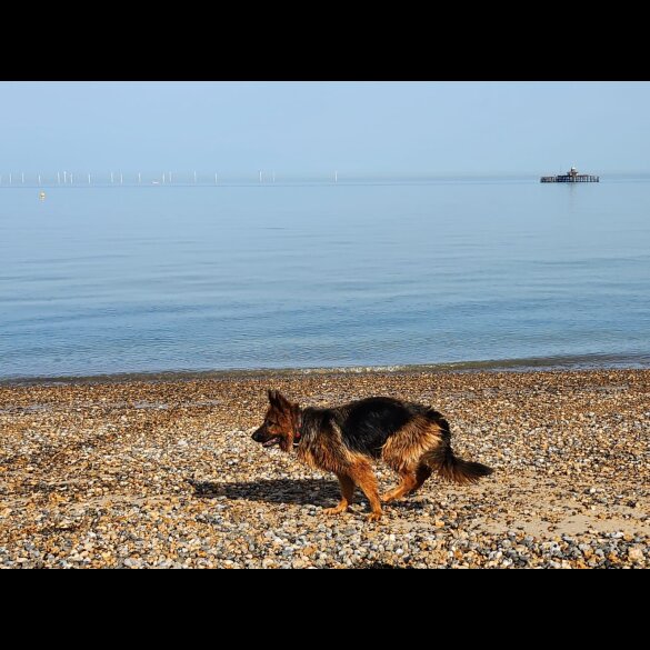 German Shepherd (Alsatian) - Both