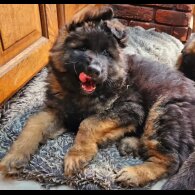 German Shepherd (Alsatian) - Both