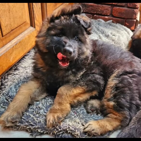 German Shepherd (Alsatian) - Both