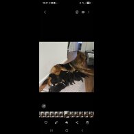 German Shepherd (Alsatian) - Both