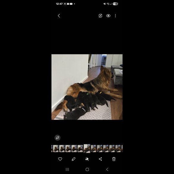 German Shepherd (Alsatian) - Both