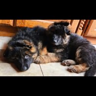 German Shepherd (Alsatian) - Both