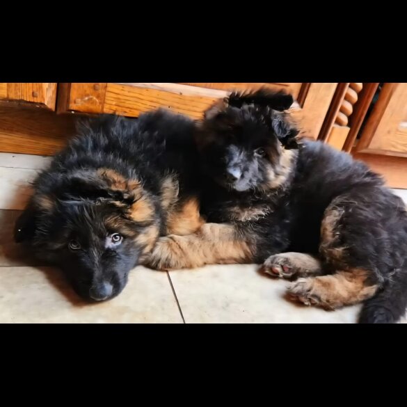 German Shepherd (Alsatian) - Both