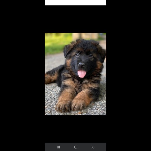 German Shepherd (Alsatian) - Both