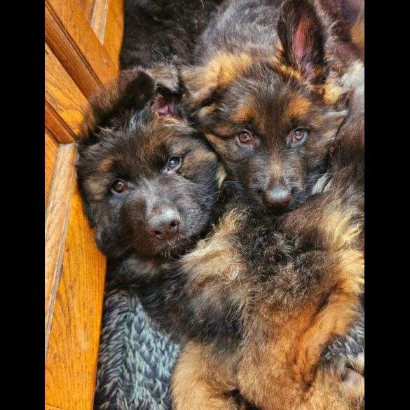 German Shepherd (Alsatian) - Both