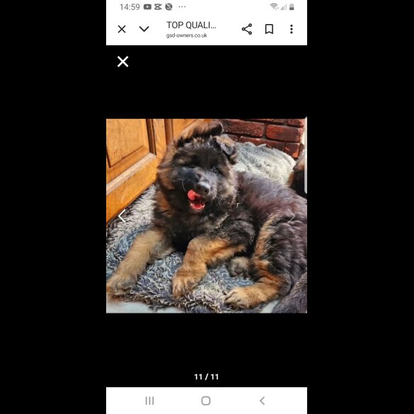 German Shepherd (Alsatian) - Both